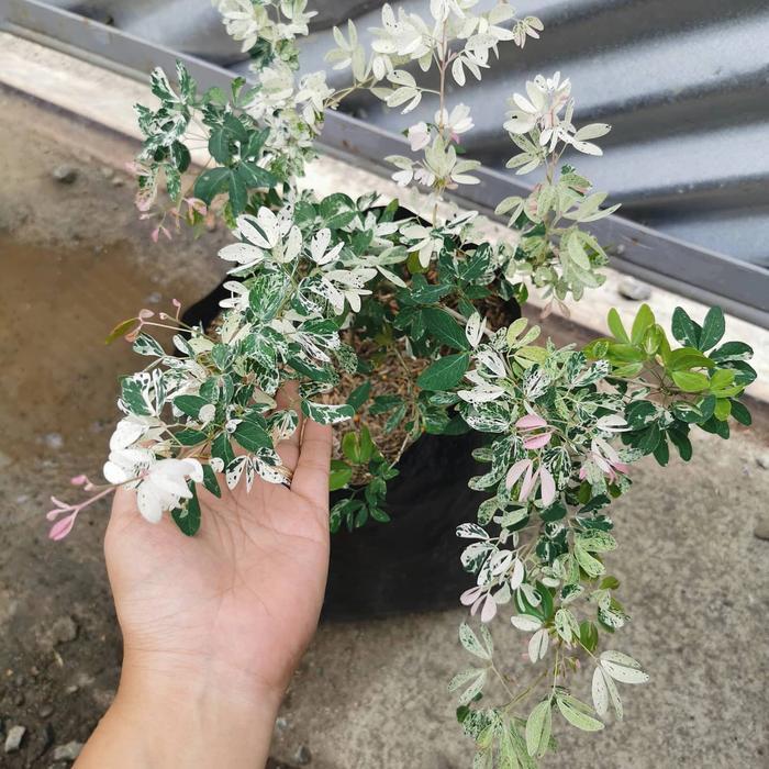 Tanaman Hias Bibit Asem Londo / Kranji / Belanda Bahan Stek Bonsai