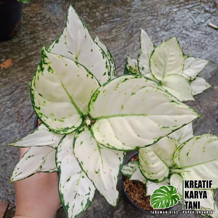 Tanaman Hias Aglonema Super White - Aglonema Super White
