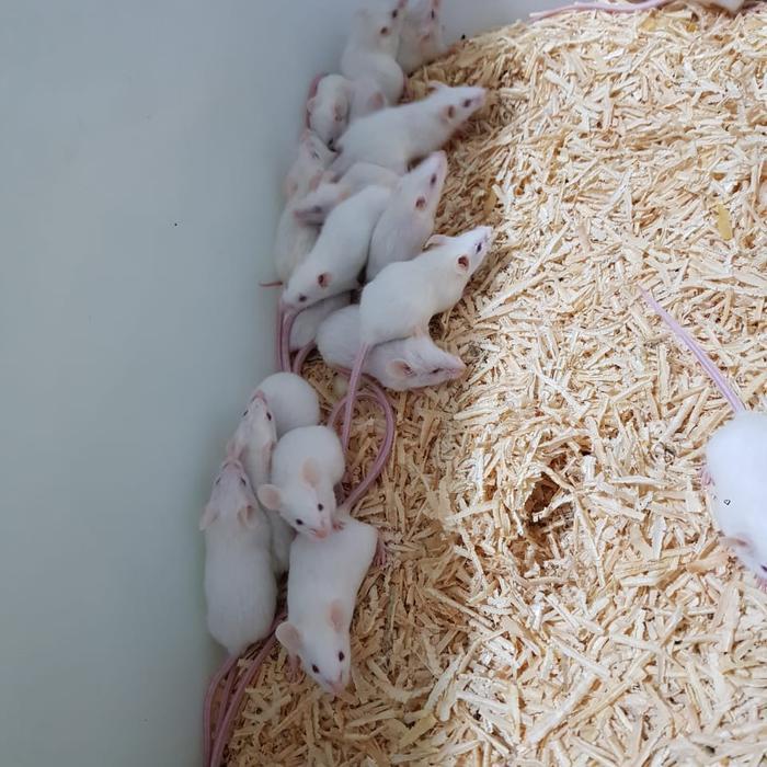 SALE Mencit Dewasa Betina Perawan siap ternak,,berat 20gram keatas,,1 ekor