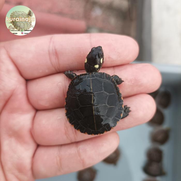 SALE Hiasan Picta Picta Cb