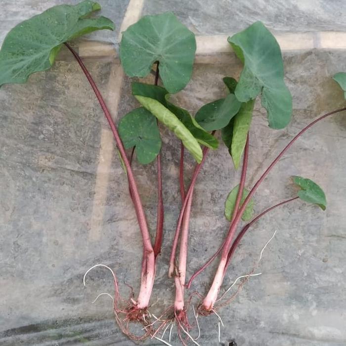 TERLARIS BIBIT TALAS JEPANG MERAH/ TSLAS KETAN UNGU READY