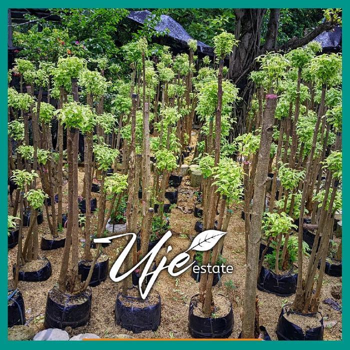 BONSAI ANTING PUTRI 3 TRAP/TANAMAN HIAS MENTAOS STEK ANTING PUTRI/BINTAOS MENTAOS JALITRI JELITRI