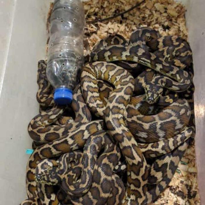 REDAY Terlaris carpet python / sanca karpet Promo Murah
