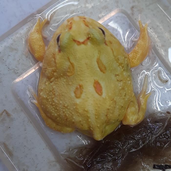 REDAY Terlaris Kodok Albino Spotless Pacman Frog Minusan Promo Murah