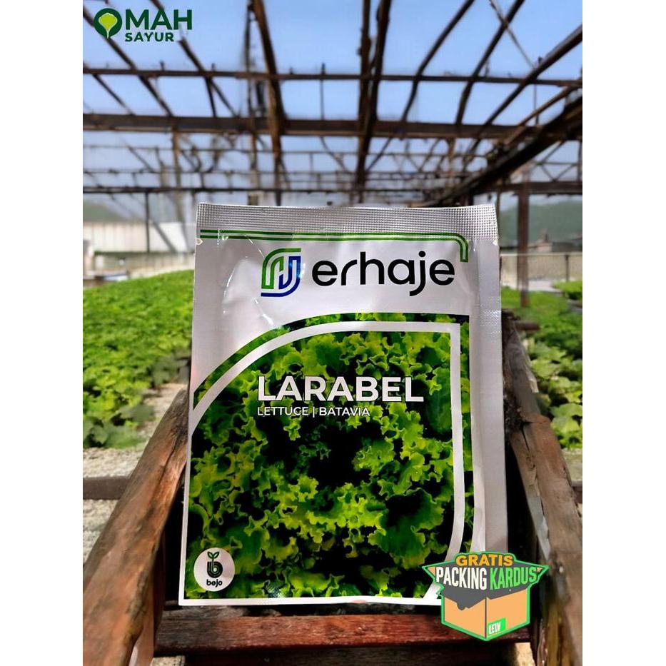 [1000 Pills] Benih Selada Bejo LARABEL Benih Lettuce Batavia By Bejo Seeds