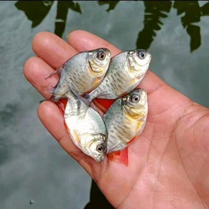 Bibit Ikan Bawal