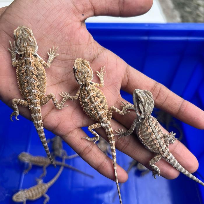 Ready BS bearded dragon baby / kadal gurun