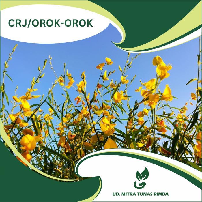 READY Benih CRY / Orok-Orok