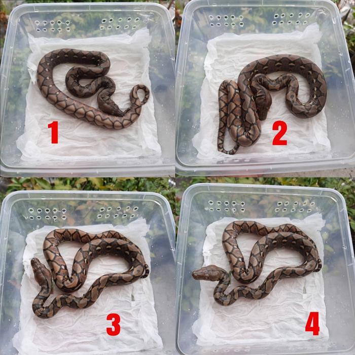Ready Stock retic / retic het albino / retic normal het albino 100% / reticulatus