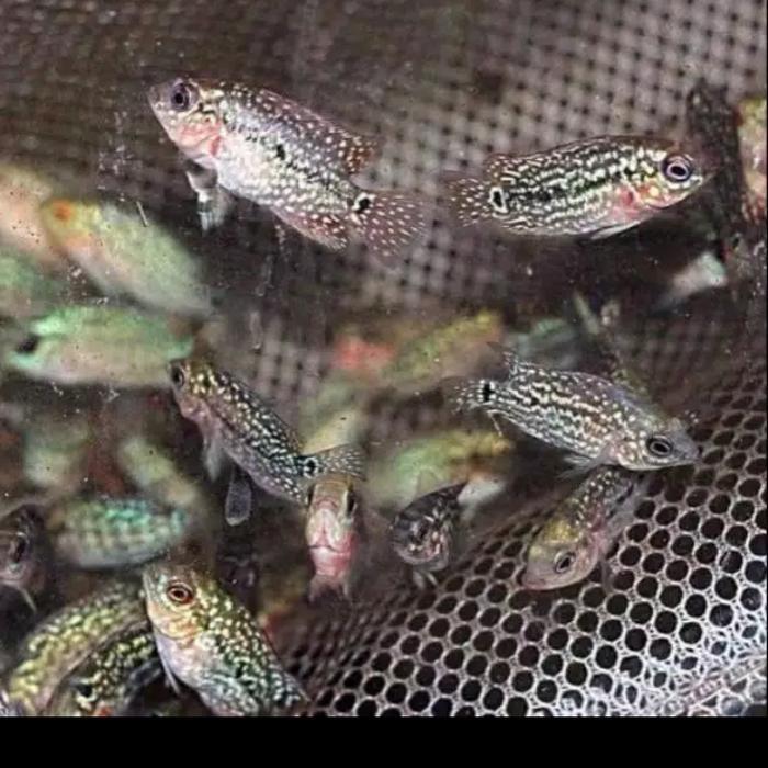 Ikan Louhan Kamfa F2 Little Mermaid Ori Thailand Ukuran 2-3 Cm. Terbaru 