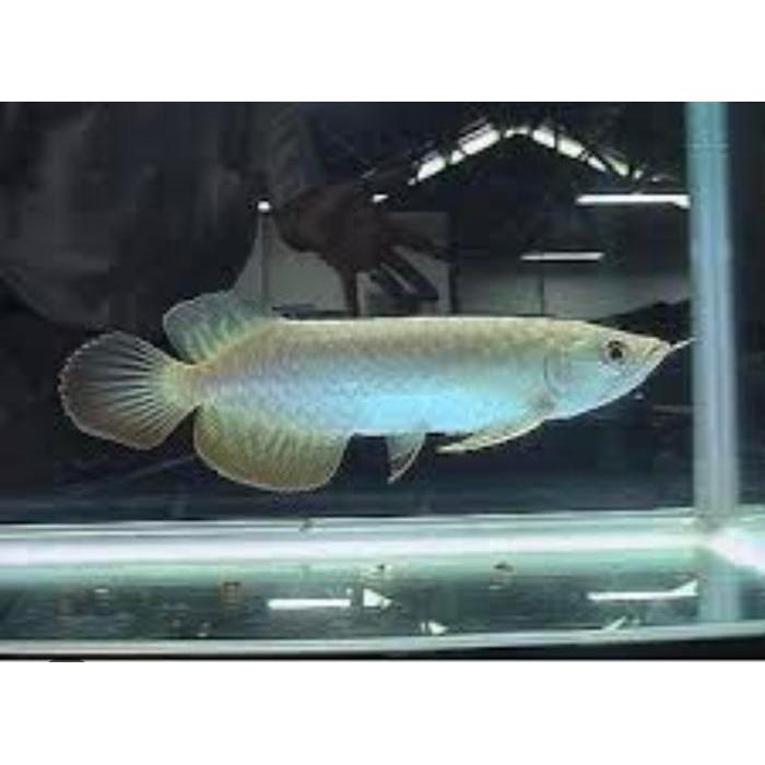 Arwana Arowana Green Pino 14Cm Terbaru 