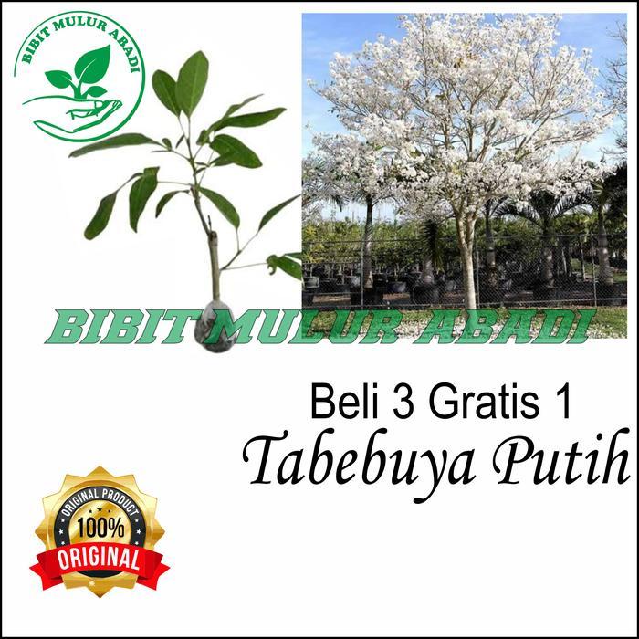 TERLARIS bibit tanaman tabebuya bunga putih - bibit bunga tabebuya bunga putih