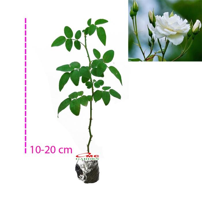 Jual Bibit Mawar Kampung Lokal Bunga Putih Wangi Benih Tanaman Laperan 1020 Kode 056