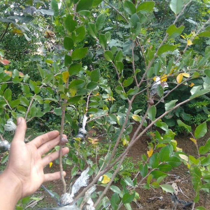 bibit bonsai ulmus bahan tanaman murah