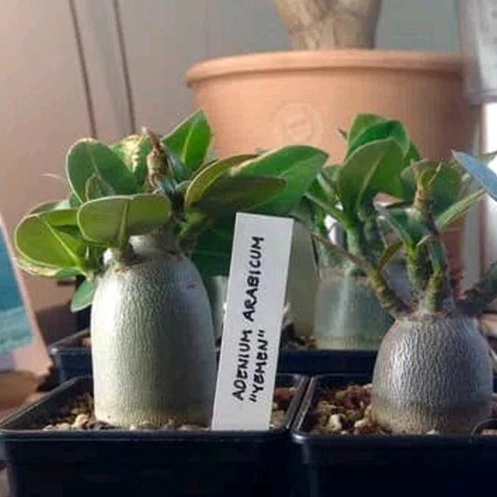 Benih Tanaman Bibit Bonsai Adenium Arabicum YAMAN bunga Mawar Gurun
