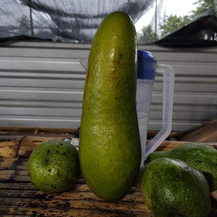 Bibit Alpukat Kelud Tinggi 1 Meter Up Batang Besar