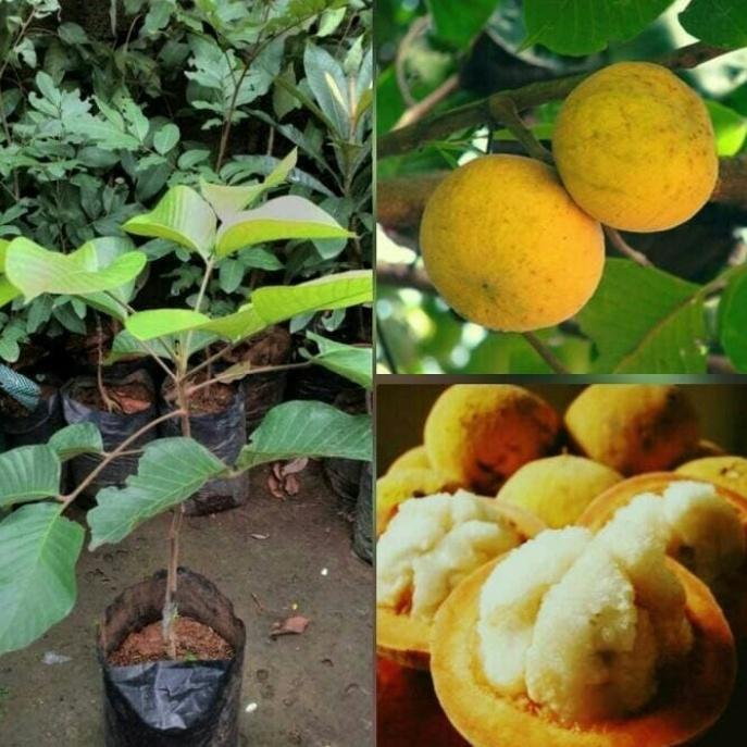 Bibit kecapi - pohon buah kecapi