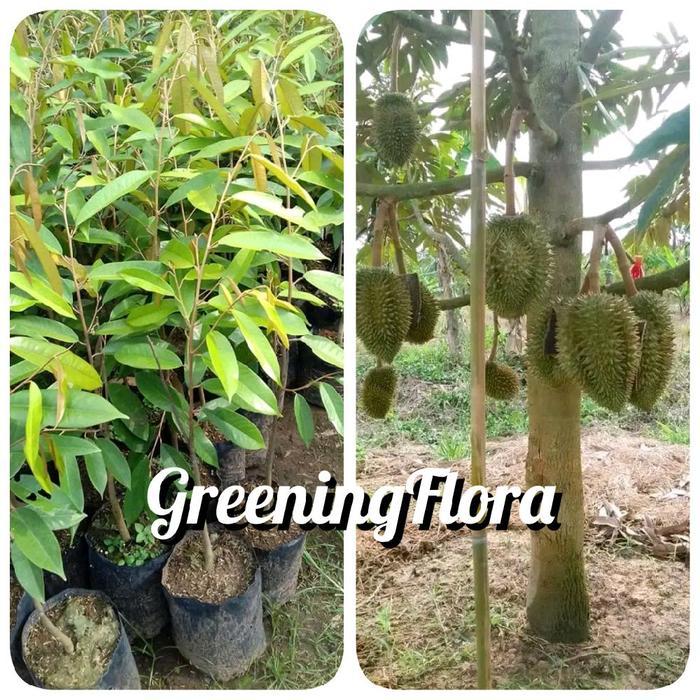 [COD] BIBIT DURIAN MONTONG OKULASI CEPAT BERBUAH