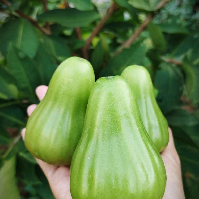 Tanamsegar- Bibit Jambu Air Green Giant Cangkok