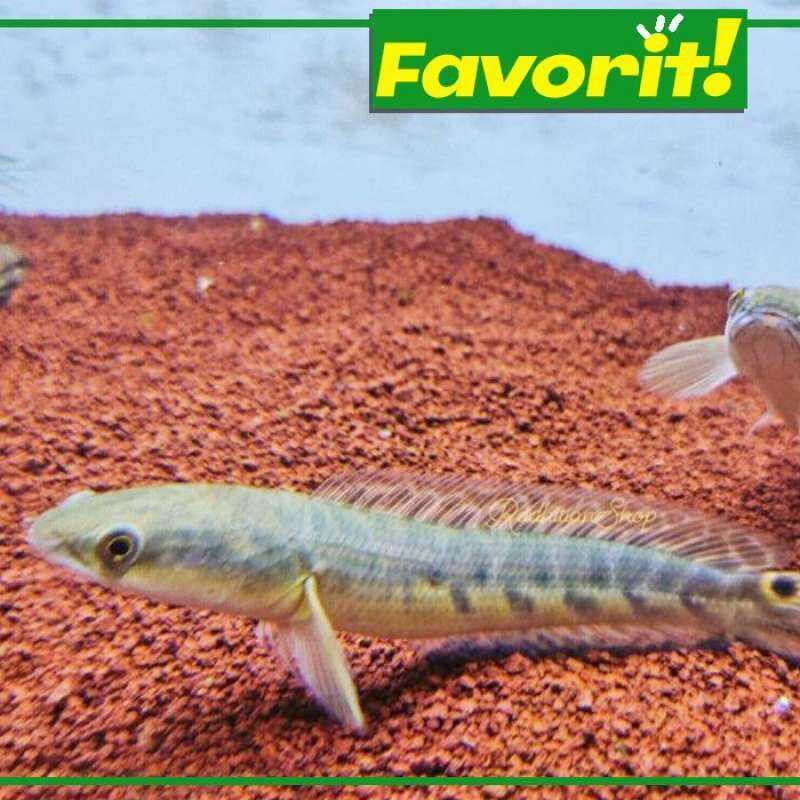 HIASAN AQUARIUM IKAN CHANNA MARU YS