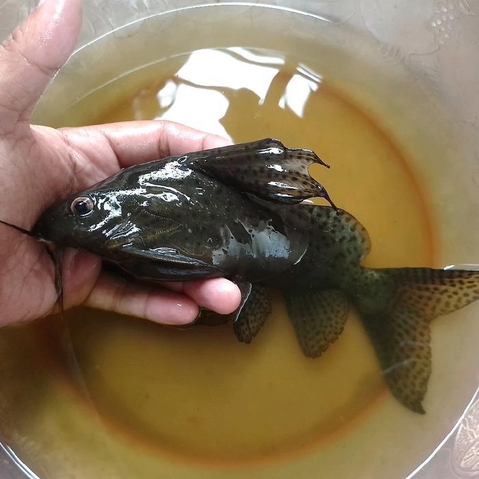 REDAY Terlaris ikan tankmate synodontis eupterus catfish jumbo Promo Murah
