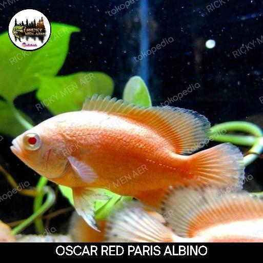 REDAY Terlaris OSCAR RED PARIS ALBINO Promo Murah