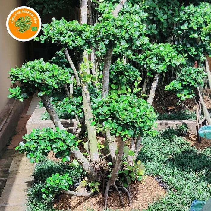 TANAMAN BONSAI BERINGIN DOLAR TINGGI 1,5 - 2METER