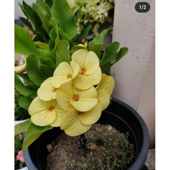 Ready Tanaman Hias Euphorbia Kuning Mili//Euphorbia Import