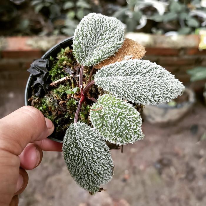 Homalomena sp daun berbulu halus
