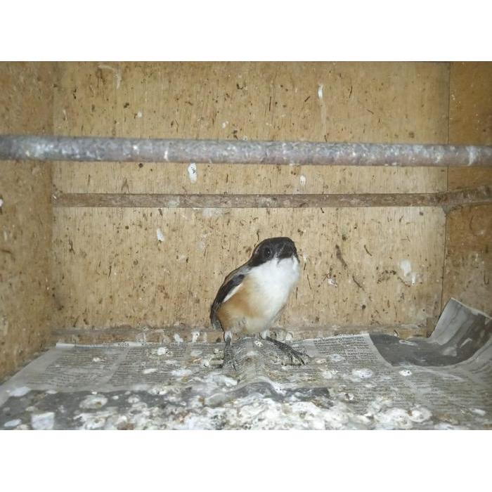 BURUNG PENTET JATIM CIBINONG