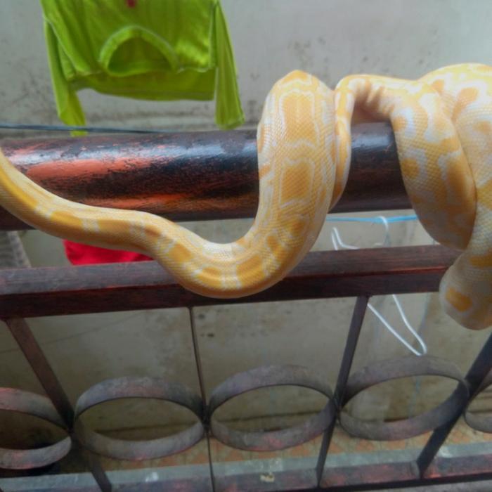 Spesial Promo molurus albino molab