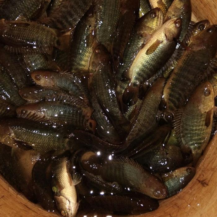 ESSEN IKAN BETOK PALING AMPUH, UMPAN IKAN BETOK, MANCING IKAN BETOK BOOSTRIKE PANCING