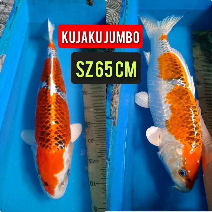 Ikan Koi Blitar Kujaku Jumbo Ready Chagoi Showa Kohaku Sanke Dll Terbaru 