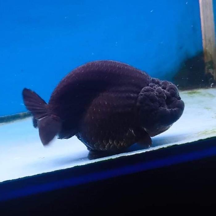 Ranchu Black Solid Rancu Black Import Terbaru 