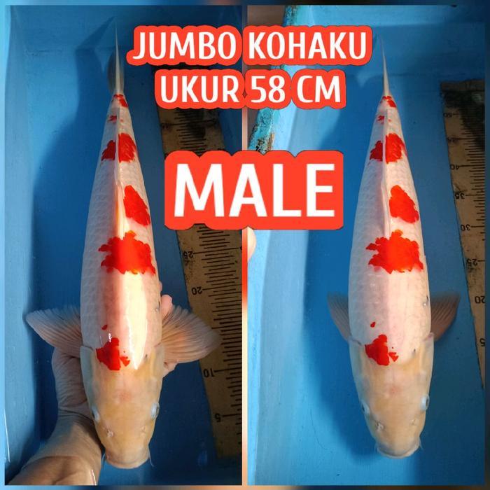 Ikan Koi Kohaku Jantan Jumbo Terbaru 