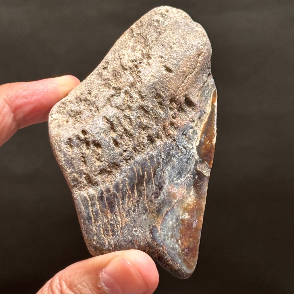 SUPER RARE | Half-Polished Javan Megalodon Tooth Fragment Natural Fosil Gigi Hiu Purba Megalodon Spe