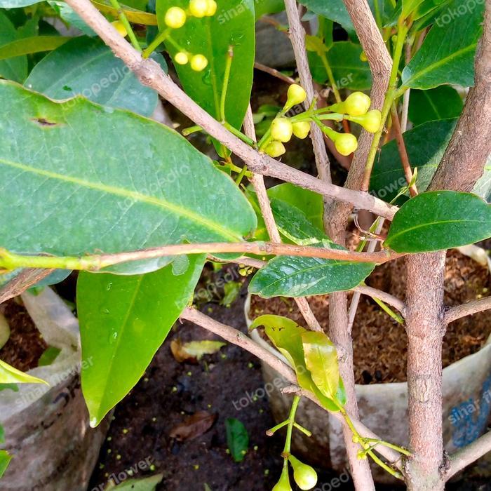 Pohon Jambu Air Citra Pohon Jambu Sudah Berbunga