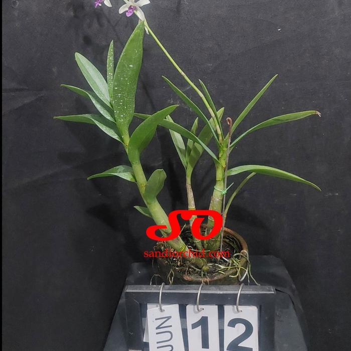 Yuxurystore- Dendrobium Mesangnil Dewasa