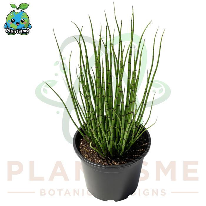 Tanaman Air Equisetum Hyemale Bambu Air Water Bamboo Aquatic Plant Dekorasi Pagar Kolam Minimalis