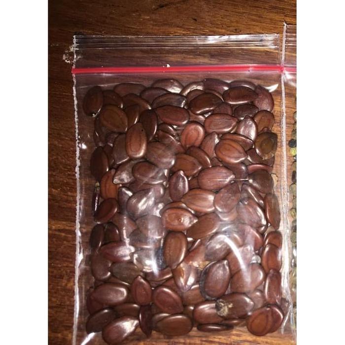 Benih Lamtoro Kualitas Super