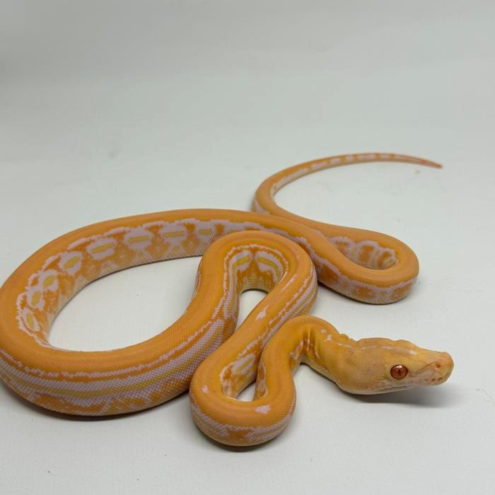 READY GE retic albino tiger whitephase het gs