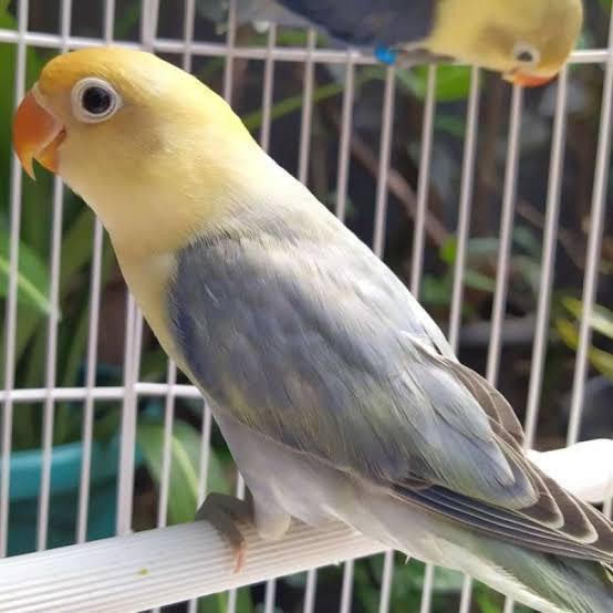 Lovebird Parblue Pastel /Burung Lovebird Pastel #Gratisongkir