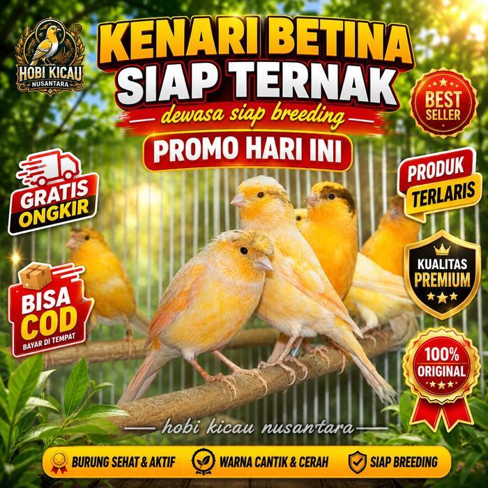 READY burung kenari betina loper siapan buat ternak banyak pilihan