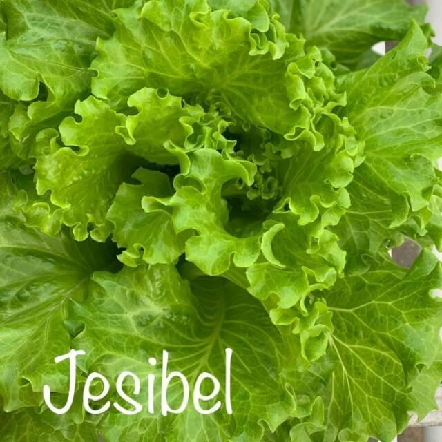 Benih Lettuce Batavia Jesibel Bejo Seed -