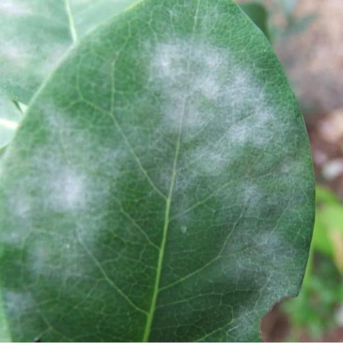 7lx0- Fungisida Zpt Nativo 75Wg 50 Gr Asli Original 100% Obat Jamur Cacar Daun Tutul Bulai