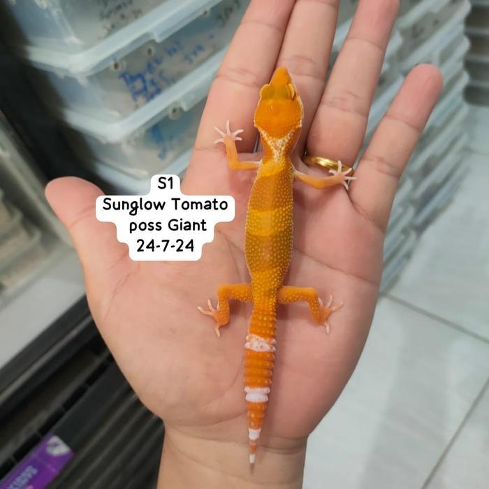 REDAY Terlaris Leopard Gecko Sunglow Pilih Sesuai Foto Promo Murah
