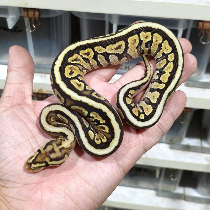 Viva - Ball Python Normal Betina Murah Sehat Garansi Pengiriman