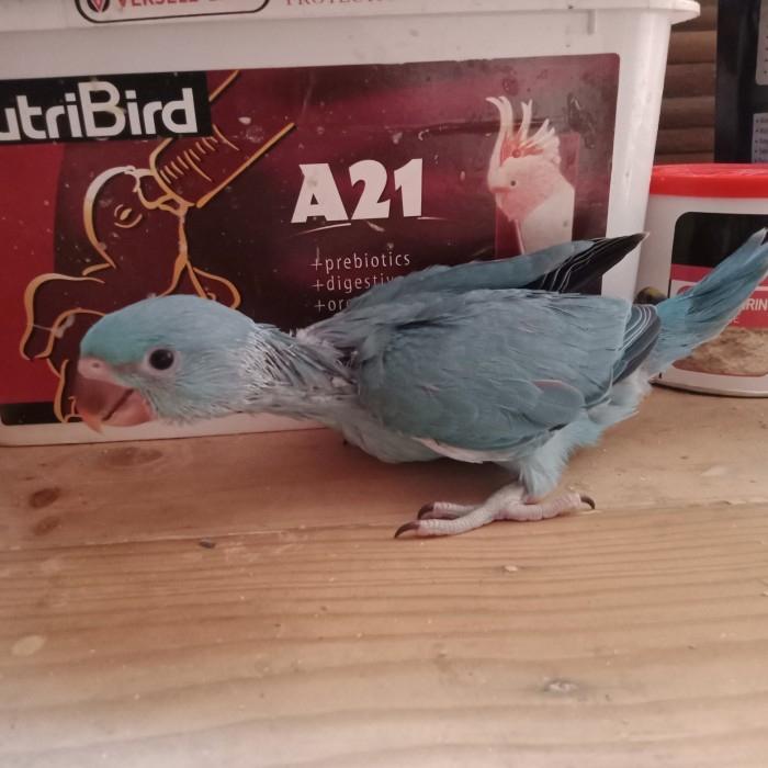 Burung indian ringneck blue super jinak