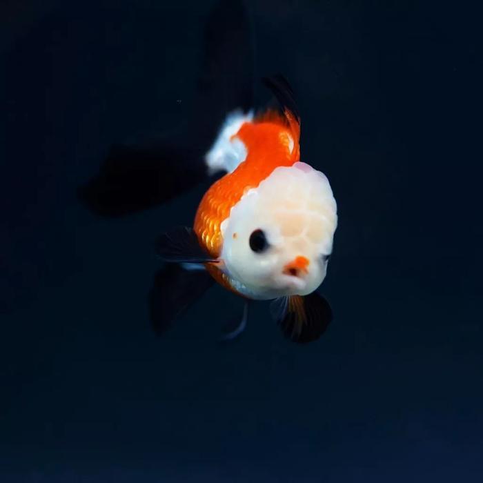 Ikan Mas Koki Oranda Panda & Tricolor Fancy #Gratisongkir
