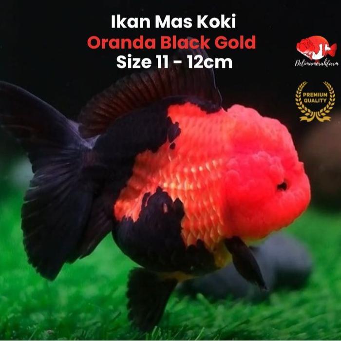 Ikan Mas Koki Oranda Golden Black Size 11 - 12 Cm Premium Terbaru 